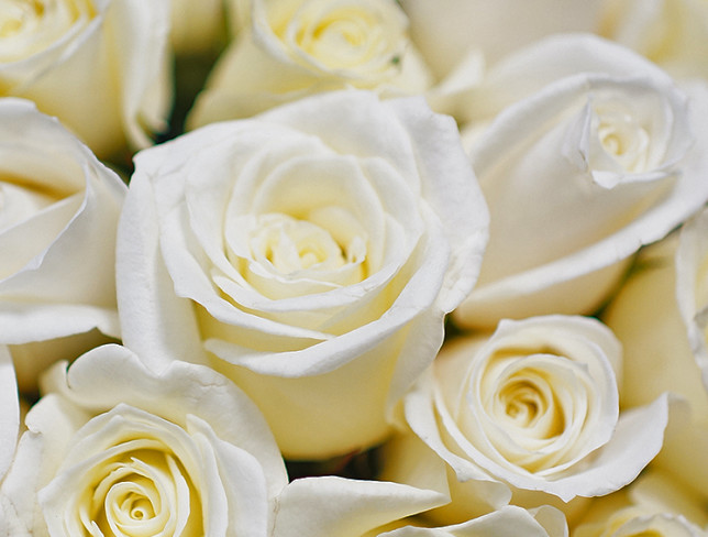 101 Dutch White Roses 50-60 cm photo